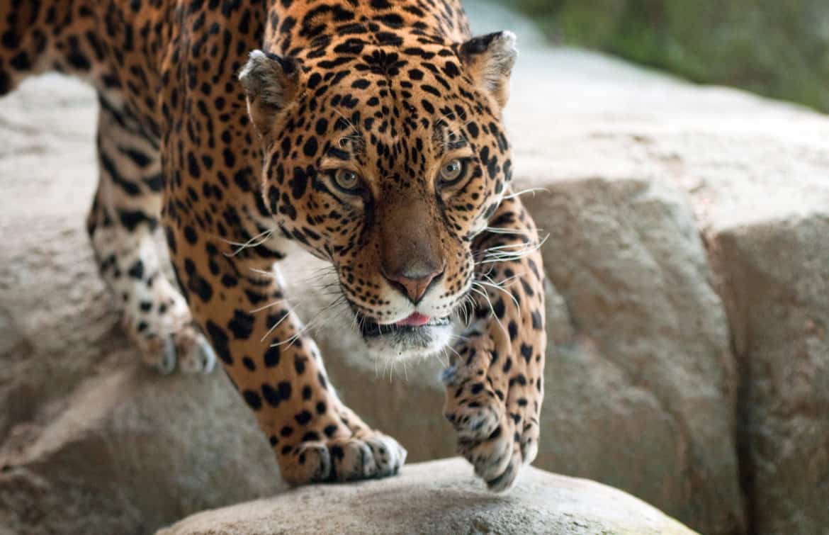 From Mexico to NM and Arizona, jaguar conservation efforts ...